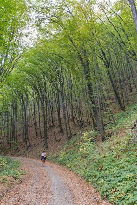 Hiking in Carpathian Mountains Forest Stock Photo - Image of background, beech: 89922330