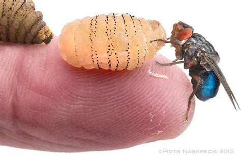 Not for the faint of heart: Scientist grows a maggot inside his skin