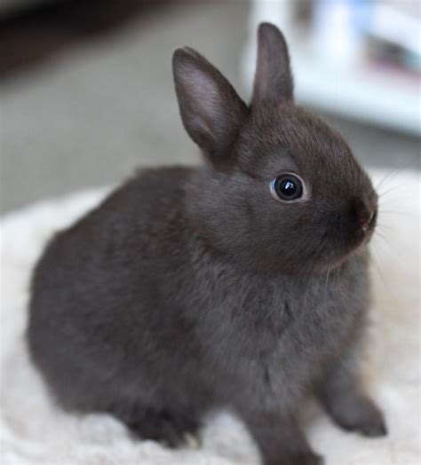 a small gray rabbit sitting on top of a white blanket and looking at the camera