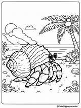 9 Free Printable Hermit Crab Coloring Pages sketch template