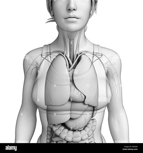 Digestive system anatomy Stock Photo - Alamy