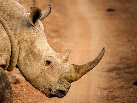 Breaking! South African Customs Seize More Than USD $3.5 Million Worth Of Rhino Horn Headed To ...