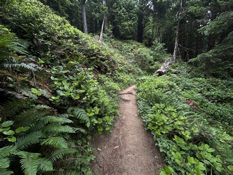 Hiking the Crescent Beach Trail on the Oregon Coast — noahawaii