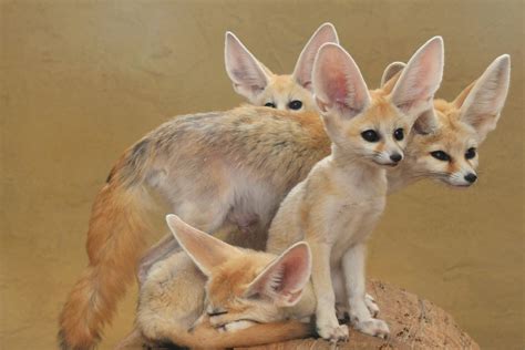 fennec fox facts Fennec fox fact sheet