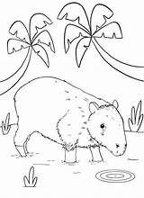 A Capybara coloring page  Download Print Or Color Online For Free sketch template