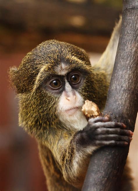 Free Images : animal, wildlife, mammal, fauna, primate, whiskers, vertebrate, macaque, marmoset ...