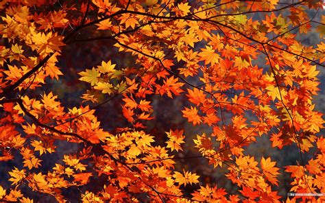 🔥 [40+] Autumn Foliage Wallpapers | WallpaperSafari