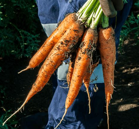 High Quality Carrots | Sustainable Carrot Farm | Langplaas, Brits