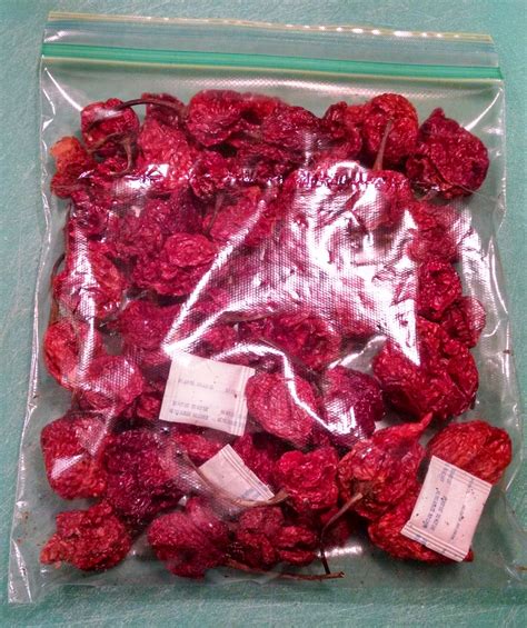 50 Dried Gourmet CAROLINA REAPER Pepper PODS Worlds Hottest | Etsy