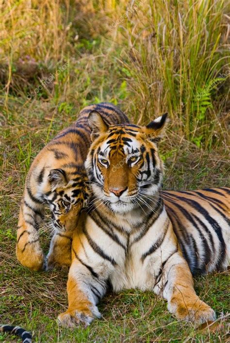 Cub and mother tiger — Stock Photo © GUDKOVANDREY #98195688