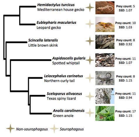 SICB 2016: Evolution of Lizard Jaw Morphology in Association with Diet ...