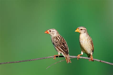 The Most Common Birds in the World - WorldAtlas