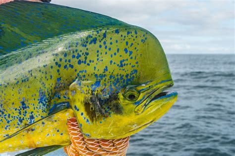 Costa Rica Fishing Species - Dorado – FECOP -The Sport Fishing Voice of Costa Rica