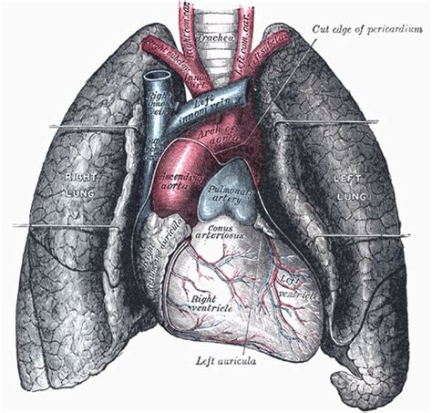 Genetically modified pig lungs or lab-grown lungs: Which is the future of our organ supply ...