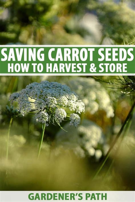 How to Harvest and Save Carrot Seeds | Gardener’s Path