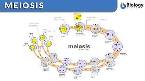 Telophase 2 Diagram