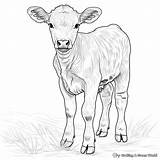 Calf Coloring Pages  Free & Printable sketch template