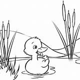 Duck Swimming Coloring Page Pages sketch template