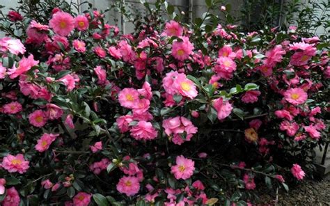 Camellia sasanqua ‘Shishi Gashira’ | Kiefer Nursery: Trees, Shrubs, Perennials