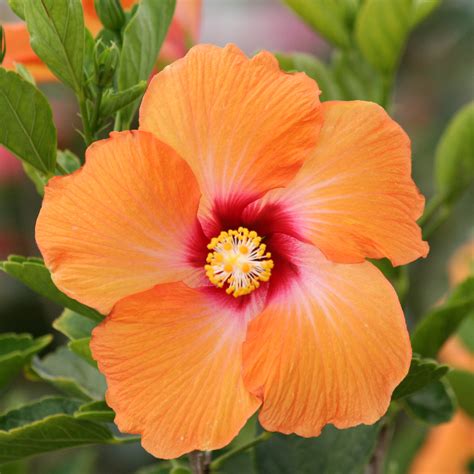 Orange Hawaiian Hibiscus | A simple orange Hibiscus from Haw… | Flickr