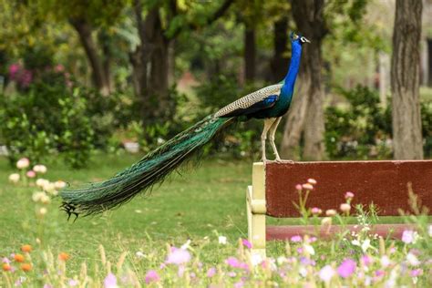 Why Los Angeles County is going to war with feral peacocks.