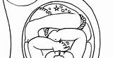 Uterus Coloring Pages sketch template