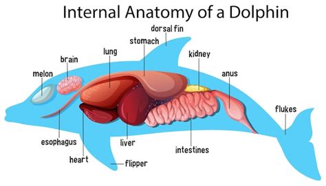 Anatomía interna de un delfín | Vector Gratis