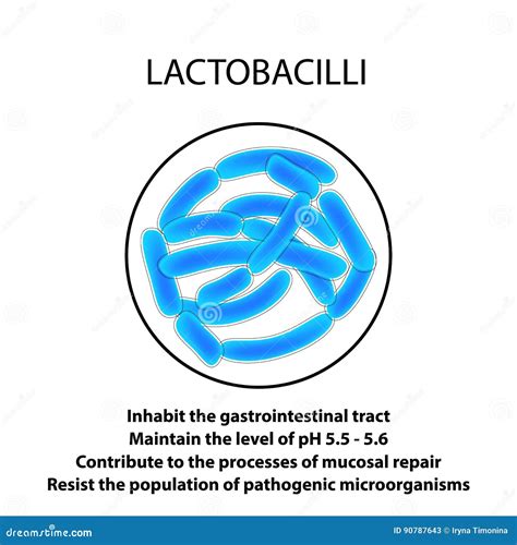 Structure And Function Of The Lactobacillus. Infographics. Vector ...