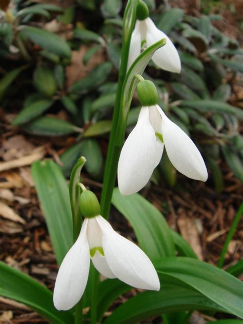 Snowdrops in the spring | Plants, Bloom, Flowers