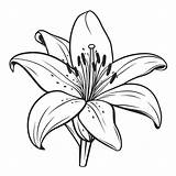Single Lily Coloring Page Pages sketch template