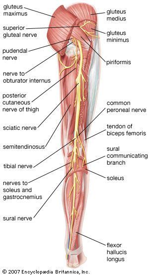 Piriformis syndrome | Causes, Symptoms & Treatment | Britannica