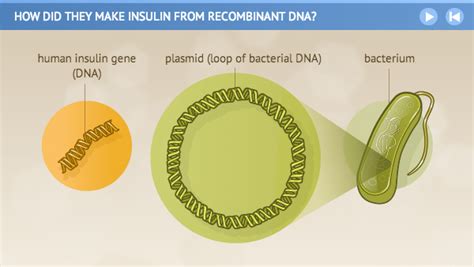 How did they make insulin from recombinant DNA?