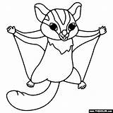 Sugar Glider Coloring Page Pages sketch template