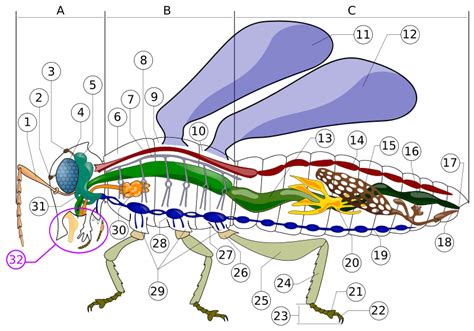 Fly anatomy — AskNature