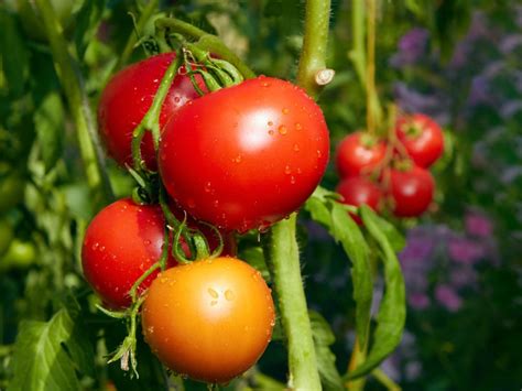 Tomato Root Knot Nematode Info - Treating Nematodes In Tomatoes