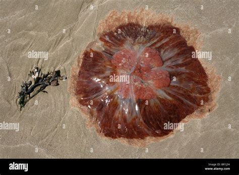 Lion's Mane Jellyfish Cyanea capillata Stranded At New Brighton, The Wirral, Wallasey ...