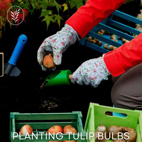 Planting tulip bulbs 🌷 🍃 Tips for a vibrant spring garden