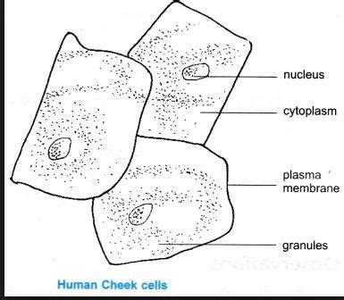 Cheek Cells Under Microscope Labeled