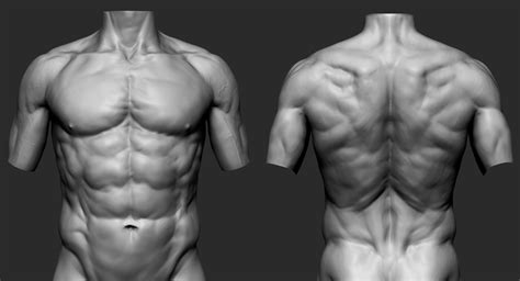 Male Torso Art Reference - Juan Sanders