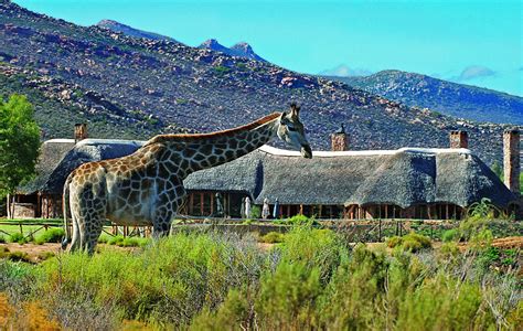 Exciting Big 5 Safaris Close to Cape Town in South Africa