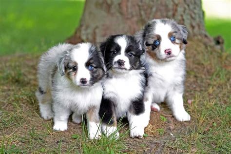 How Many Puppies Do Miniature Australian Shepherds Have