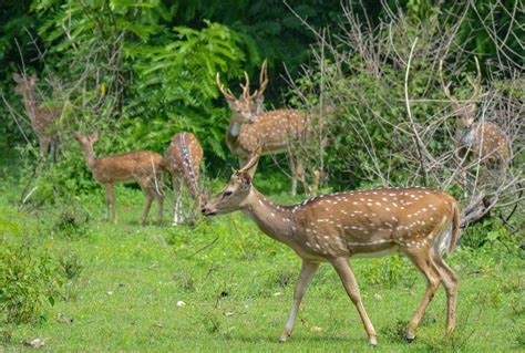 Bandipur National Park-The Best for the National Bird and Animal of ...