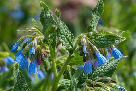 How to Grow and Care for Comfrey