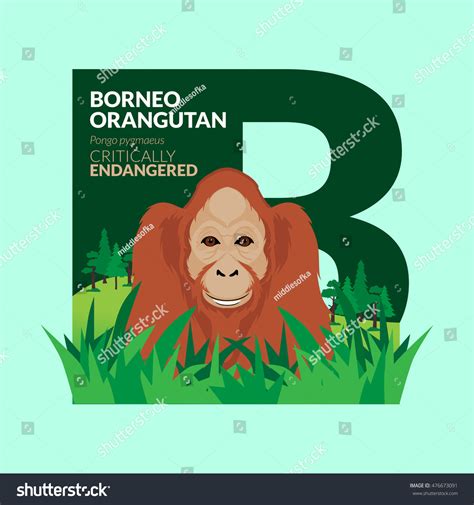 Borneo Orangutan Alphabets Critically Endangered Animals Stock Vector (Royalty Free) 476673091 ...