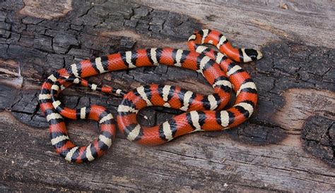 Arizona snake identification: Phoenix, Scottsdale, Tucson and ...