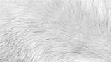 Detalhe De Pele Close Up Stock Photos Royalty Free  sketch template