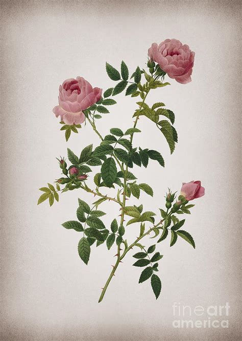 Vintage Rose of the Hedges Botanical Illustration on Parchment Mixed ...