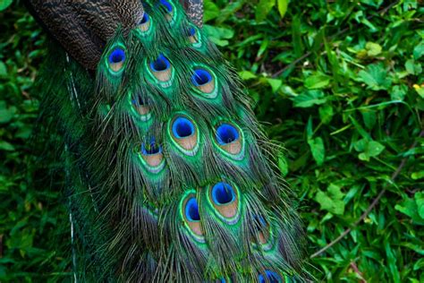 Close-up of a Peacock`s Tail. Feathers on the Tail of a Peacock. Colors ...