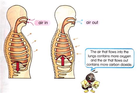 Breathe | Science Year 4