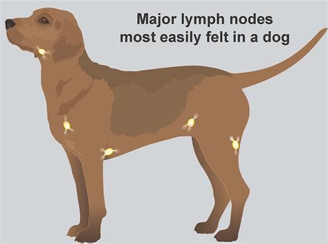 Lymphoma in dogs - PDSA